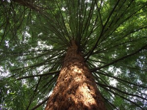 Tall Tree at Campground in Oregon